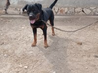 2 yaşında damızlık rottweiler