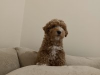 Kıvırcık Dişi Maltipoo Bebek