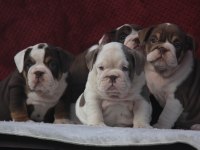 ÇİKOLATA İNGİLİZ BULLDOG YAVRULAR