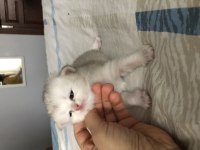Kendi kedimin british longhair yavruları