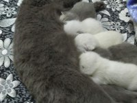 Anaç British Shorthair Kedimiz