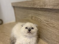 Scottısh Fold Blue Point Yavrularım