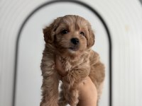 Maltipoo Bebişler