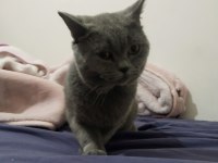 Erkek British Shorthair Kısırlaştırılmadı 1 Yaşında