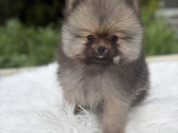 Pomeranian boo ayı surat