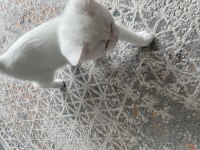 2.5 aylık dişi british shorthair