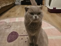 Scottish fold kedimizi sahiplendiriyoruz