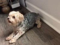 Mama karşılığı köpeğimizi sahiplendirme