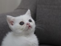Safkan British Shorthair Minnak