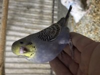 Yavru muhabbet kuşlar