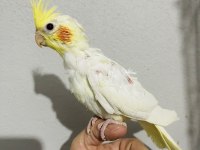 Lutino yavru sultan papağanı