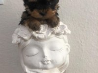 Safkan 0 numara yorkshire terrier bebekler