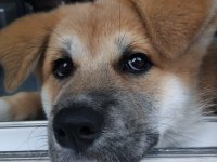 Akita inu 108 günlük