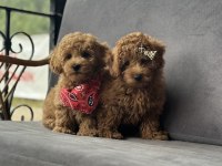 Toy Poodle Yavruları