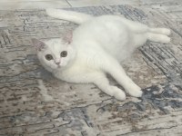 2 yaşında dişi british shorthair