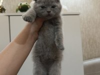 Scottish fold yavru kedimiz