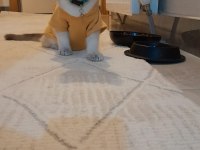 Dişi ve erkek iki british shorthair yavru sahibini bekliyor