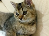 British shorthair 4 aylık