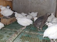 JUMBO JAPON VE ÇİN BILDIRCINLARI