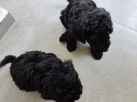 siyah poodle anne ve yavruları