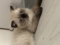 3 aylık scottish fold yeni yuvasını arıyor
