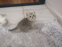 BRİTİSH SHORTHAİR BEBEKLER