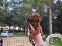 Toy poodle çiftliğimize sizleri bekliyoruz