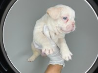 TÜRKİYENİN EN İYİ FRENCH BULLDOG YAVRULARINDAN