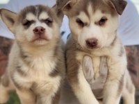 Husky kızıl ve siyah