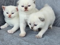 safkan scottish fold blue point mavi gözlü erkek ve dişi