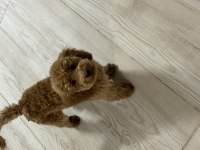 Eğitimli poodle