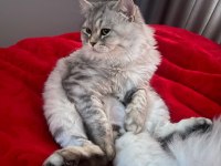 1.5 yaşında kısır british longhair