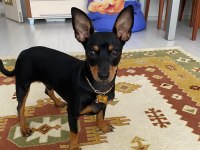 Çiftleştirmek için oğluma dişi pinscher arıyorum
