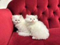 British longhair yavrularımız