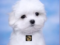 Maltese (malta) yavrularımız