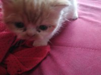 İran persian saf bebekler