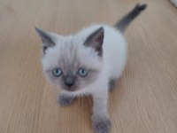 BRİTİSH BLUE POİNT
