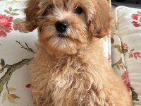 Veterinerden uygun fiyatı maltipoo