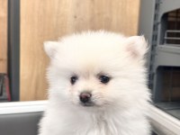 50 GÜNLÜK YAVRU POMERANİAN KÖPEKLER