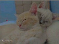 SAFKAN BRİTİSH SHORTHAİR ERKEK SON İKİ YAVRU