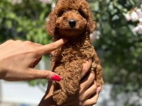 ORJİNAL GÜLER YÜZLÜ SEVİMLİ TOY POODLE