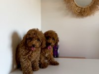 Bir dişi ve bir erkek toy poodle