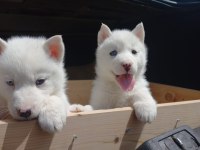 Safkan Mavi Gözlü Husky Yavrular