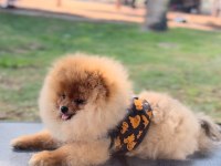 5 aylık erkek üst kalite orjinal pomeranian boo