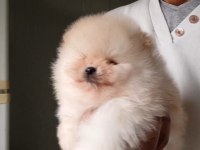Orijinal Pomeranian Boo