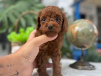 LİTTLEPAWS FARKI İLE KOREAN REDBROWN POODLE