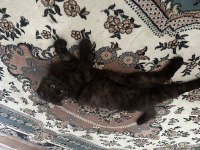 Scottish fold dişi 10 aylık