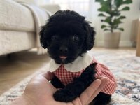 Teacup toy maltipoo minikler