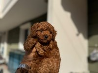Toy Poodle Yavrularımız
