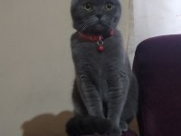 Eğitimli scottish fold kedisi
